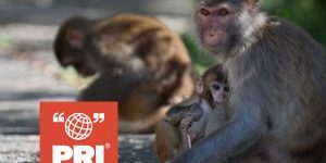 PRI-rhesus-300×200