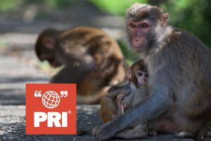 PRI-rhesus-300×200